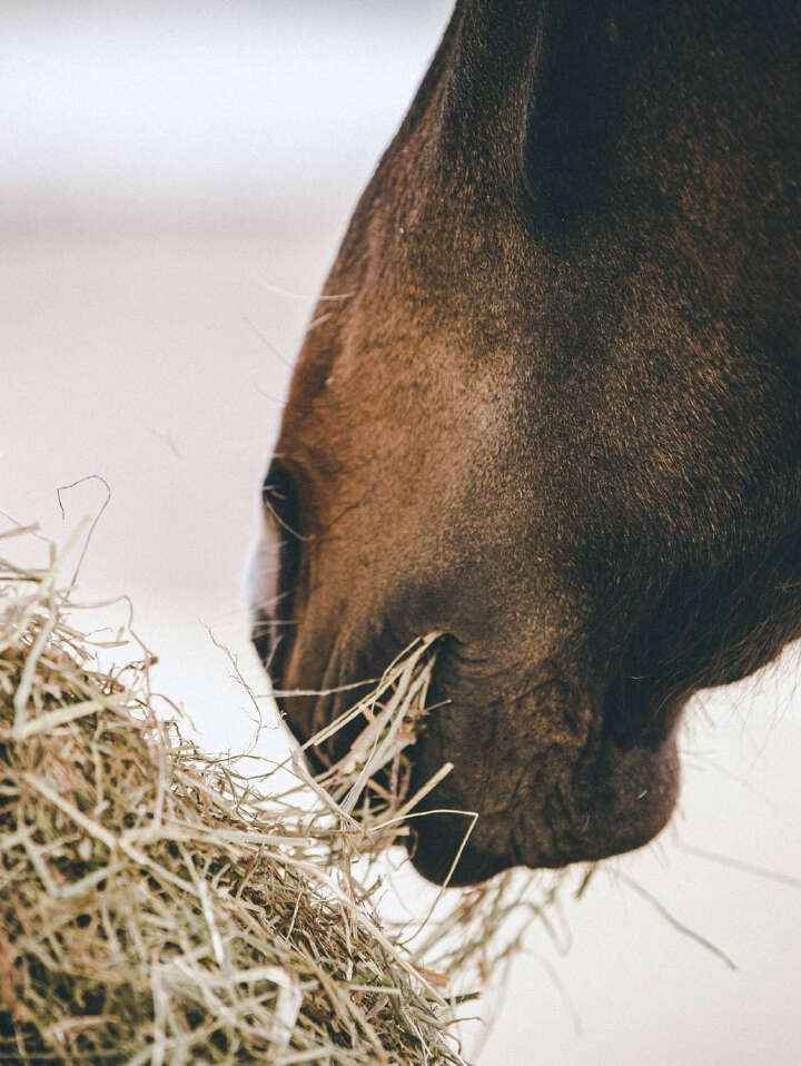 NABE Web Fuetterungsberatung 01
